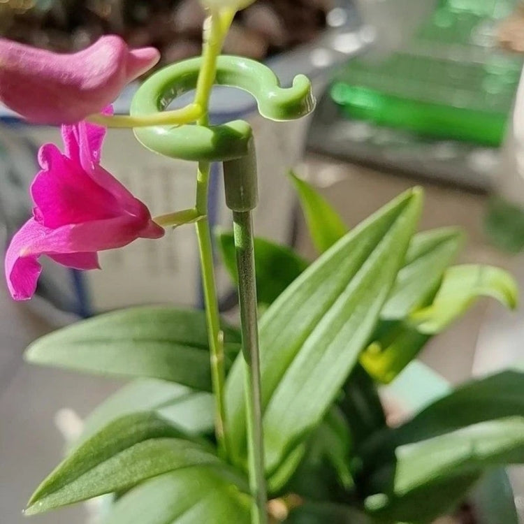 10pcs Plant Potted Flower Shape Support Rod Fixed Anti-lodging Leaf Guard Frame, Size:17cm - Shelves by PMC TechLife | Online Shopping South Africa | PMC TechLife
